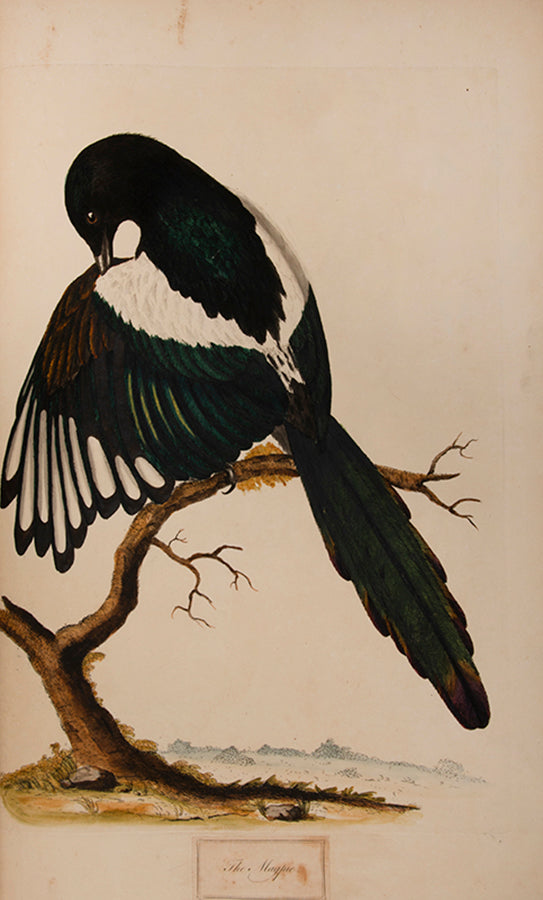 Containing 40 finely coloured plates, mostly hand signed by Hayes himself.