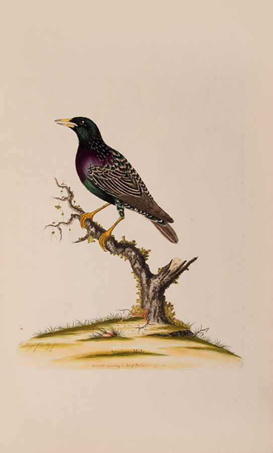 Containing 40 finely coloured plates, mostly hand signed by Hayes himself.