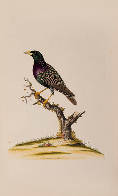Containing 40 finely coloured plates, mostly hand signed by Hayes himself.