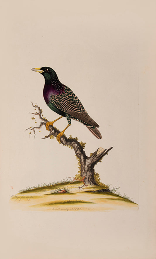 Containing 40 finely coloured plates, mostly hand signed by Hayes himself.