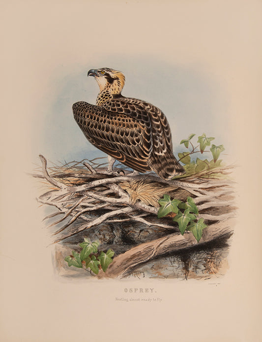 'These are very handsome folio plates whose composition is similar to those in Dresser's book' (Jackson).