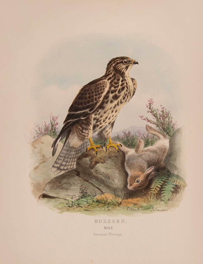 'These are very handsome folio plates whose composition is similar to those in Dresser's book' (Jackson).