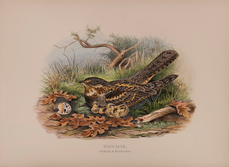 'These are very handsome folio plates whose composition is similar to those in Dresser's book' (Jackson).