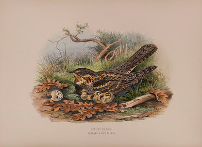 'These are very handsome folio plates whose composition is similar to those in Dresser's book' (Jackson).