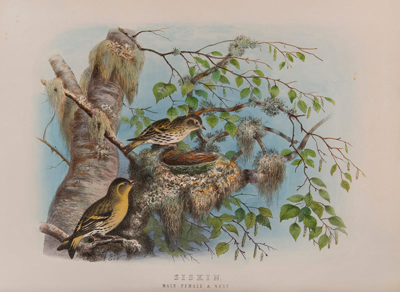 'These are very handsome folio plates whose composition is similar to those in Dresser's book' (Jackson).