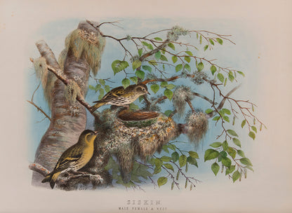 'These are very handsome folio plates whose composition is similar to those in Dresser's book' (Jackson).