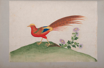 A remarkable collection of fine large format Chinese watercolours. The binder of the album, George Mullen, was the most famous bookbinder in Ireland. 