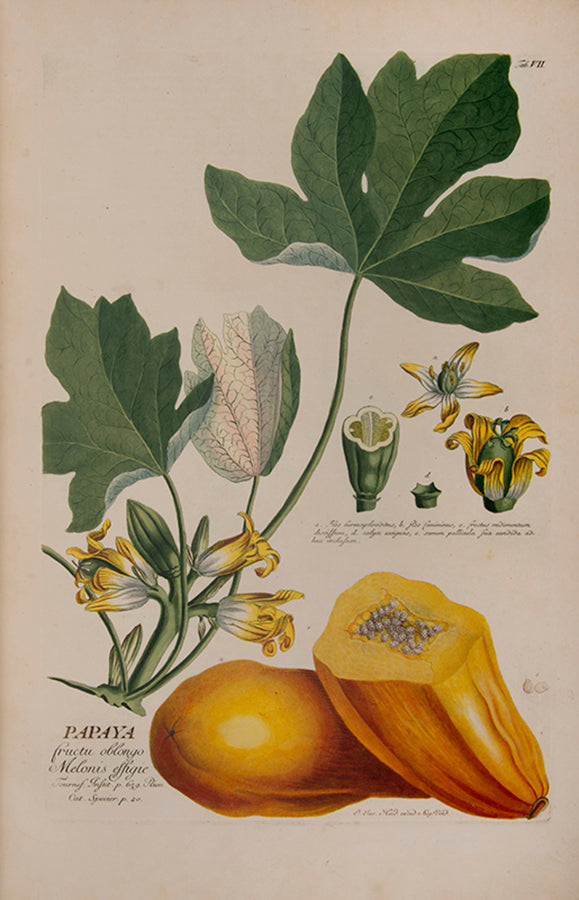 Trew's Plantae Selectae is one of the greatest eighteenth-century botanical books, with 100  plates after paintings by Georg Dionysius Ehret.  