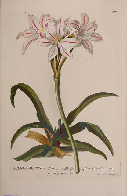 Trew's Plantae Selectae is one of the greatest eighteenth-century botanical books, with 100  plates after paintings by Georg Dionysius Ehret.  