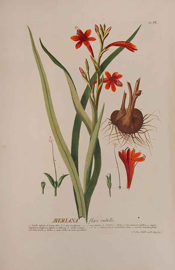 Trew's Plantae Selectae is one of the greatest eighteenth-century botanical books, with 100  plates after paintings by Georg Dionysius Ehret.  