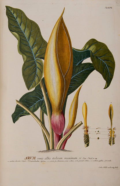 Trew's Plantae Selectae is one of the greatest eighteenth-century botanical books, with 100  plates after paintings by Georg Dionysius Ehret.  