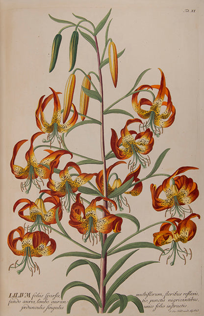 Trew's Plantae Selectae is one of the greatest eighteenth-century botanical books, with 100  plates after paintings by Georg Dionysius Ehret.  