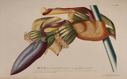 Trew's Plantae Selectae is one of the greatest eighteenth-century botanical books, with 100  plates after paintings by Georg Dionysius Ehret.  