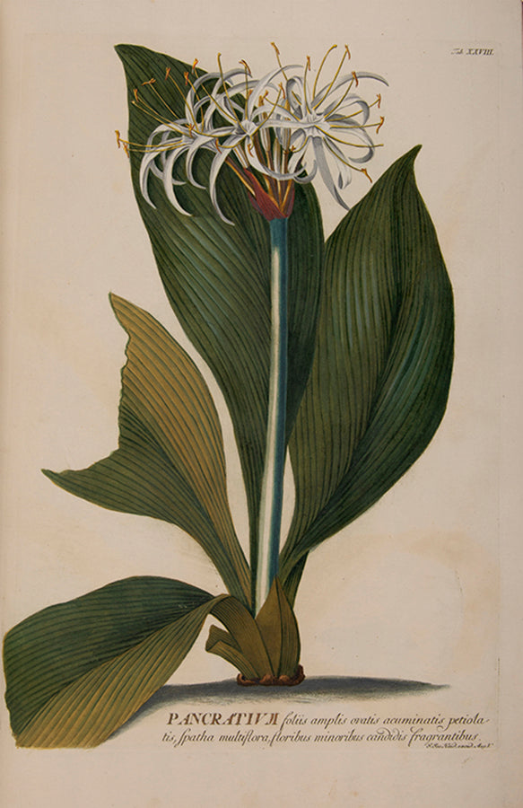 Trew's Plantae Selectae is one of the greatest eighteenth-century botanical books, with 100  plates after paintings by Georg Dionysius Ehret.  