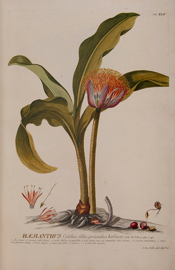 Trew's Plantae Selectae is one of the greatest eighteenth-century botanical books, with 100  plates after paintings by Georg Dionysius Ehret.  