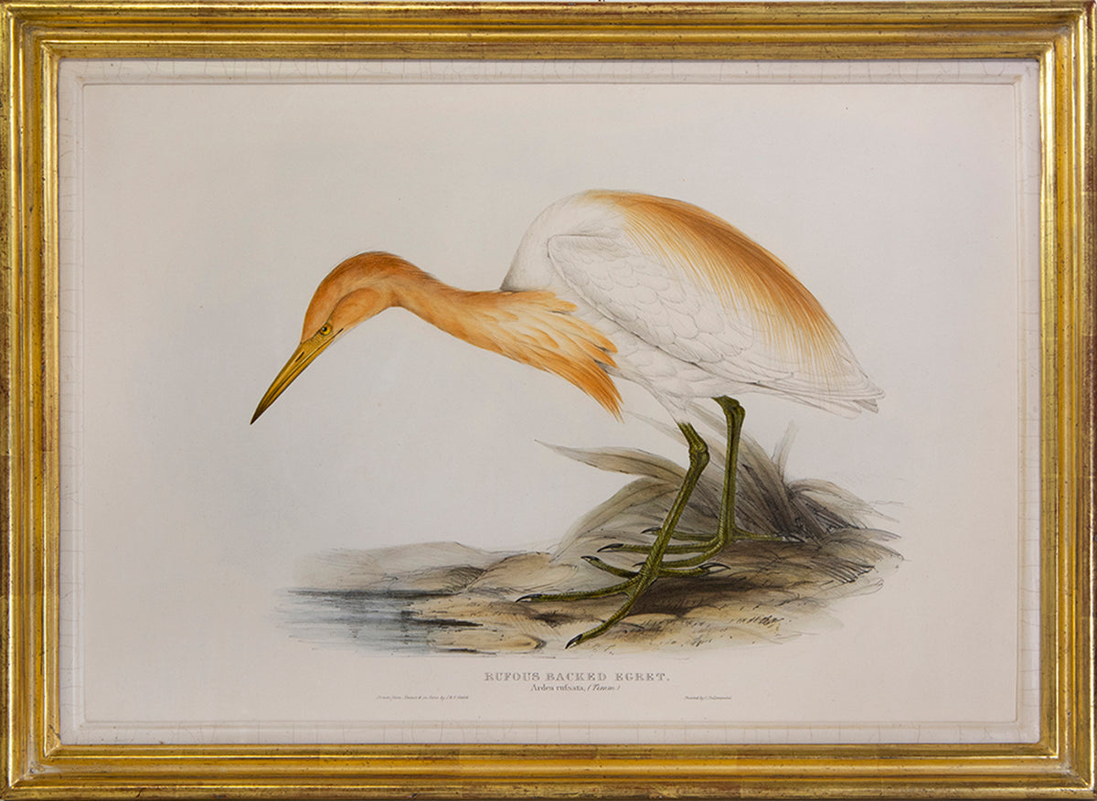 LEAR, Edward and John GOULD.<br />[A Group of Four Wading Birds]  Common Night Heron; Little Egret; Great Egret; Rufous Backed Egret. 