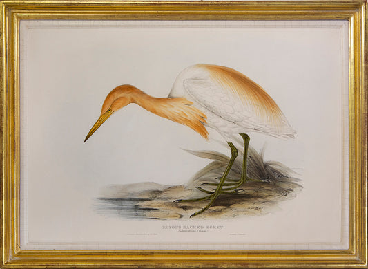 LEAR, Edward and John GOULD.<br />[A Group of Four Wading Birds]  Common Night Heron; Little Egret; Great Egret; Rufous Backed Egret. 