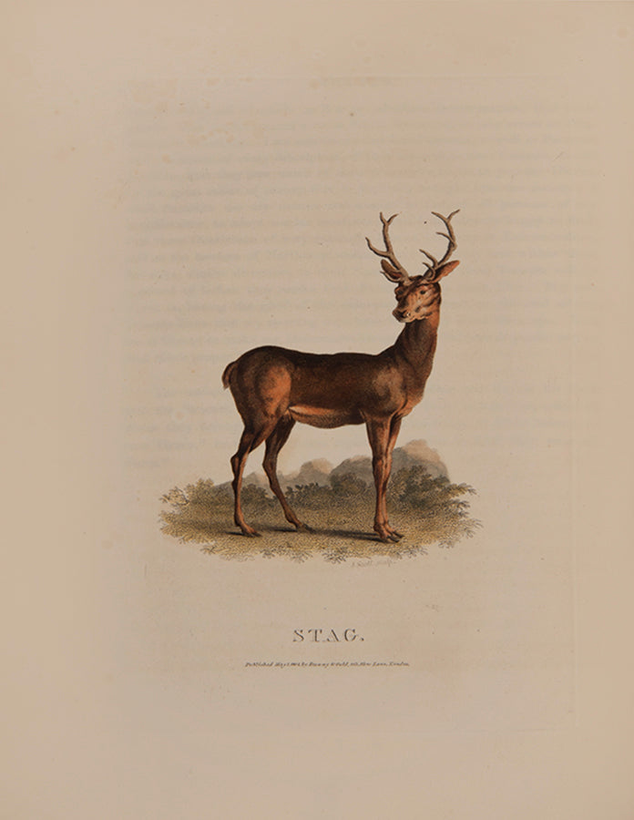 The rare hand-coloured issue of Daniel's classic compendium of field sports, which proved 'very popular among contemporary sportsmen and even naturalists
