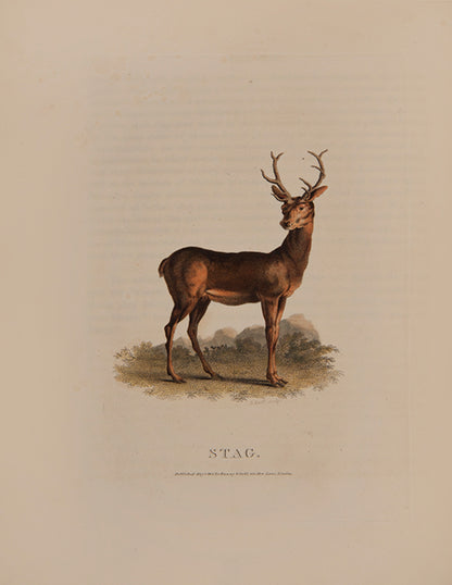 The rare hand-coloured issue of Daniel's classic compendium of field sports, which proved 'very popular among contemporary sportsmen and even naturalists