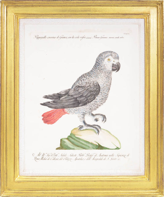Storia naturale degli uccelli was one of the finest bird books issued to that date and one of the most sumptuous publications of the 18th century in Italy