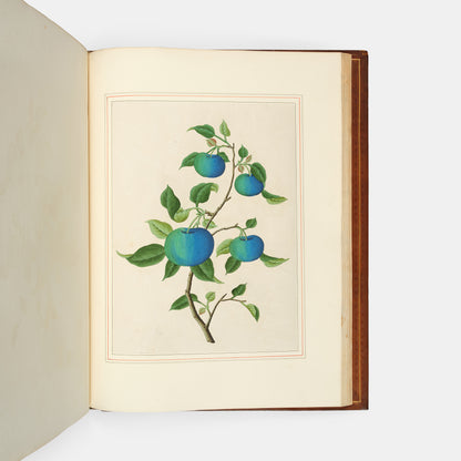 A sumptuous collection of 244 mounted watercolours depicting Chinese silkworm cultivation, birds, Asian fruits and flowers, exlibris Duke of Marlborough.