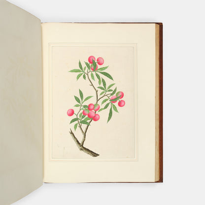 A sumptuous collection of 244 mounted watercolours depicting Chinese silkworm cultivation, birds, Asian fruits and flowers, exlibris Duke of Marlborough.