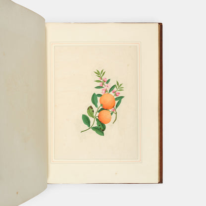 A sumptuous collection of 244 mounted watercolours depicting Chinese silkworm cultivation, birds, Asian fruits and flowers, exlibris Duke of Marlborough.