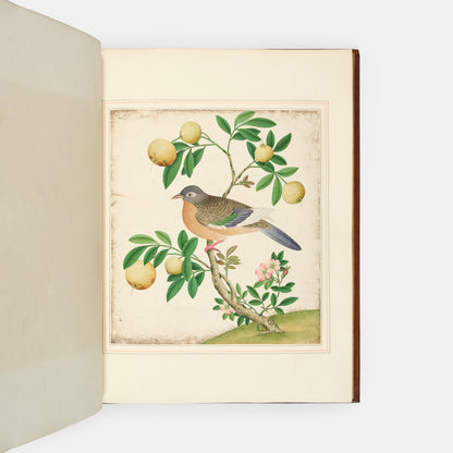 A sumptuous collection of 244 mounted watercolours depicting Chinese silkworm cultivation, birds, Asian fruits and flowers, exlibris Duke of Marlborough.