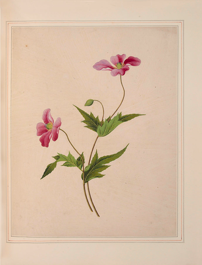 A sumptuous collection of 244 mounted watercolours depicting Chinese silkworm cultivation, birds, Asian fruits and flowers, exlibris Duke of Marlborough.