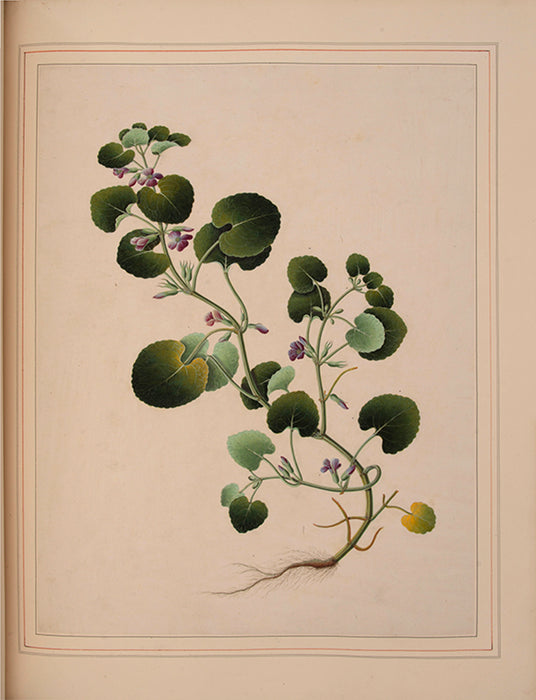 Album of watercolours of flowers, fruit and silkworms.