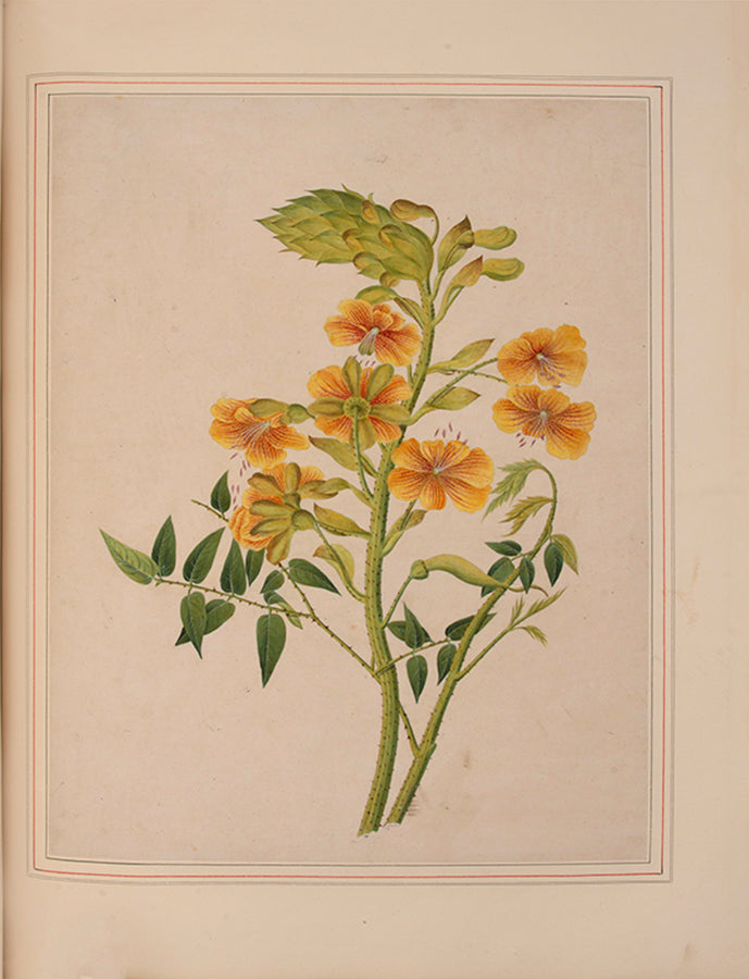 A sumptuous collection of 244 mounted watercolours depicting Chinese silkworm cultivation, birds, Asian fruits and flowers, exlibris Duke of Marlborough.