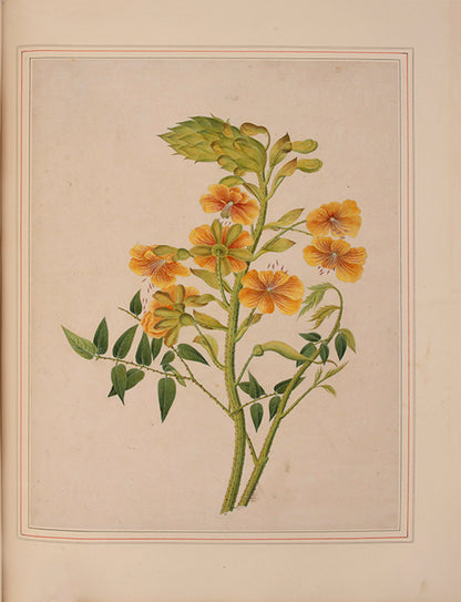 A sumptuous collection of 244 mounted watercolours depicting Chinese silkworm cultivation, birds, Asian fruits and flowers, exlibris Duke of Marlborough.