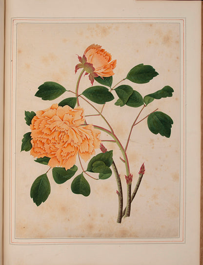 A sumptuous collection of 244 mounted watercolours depicting Chinese silkworm cultivation, birds, Asian fruits and flowers, exlibris Duke of Marlborough.