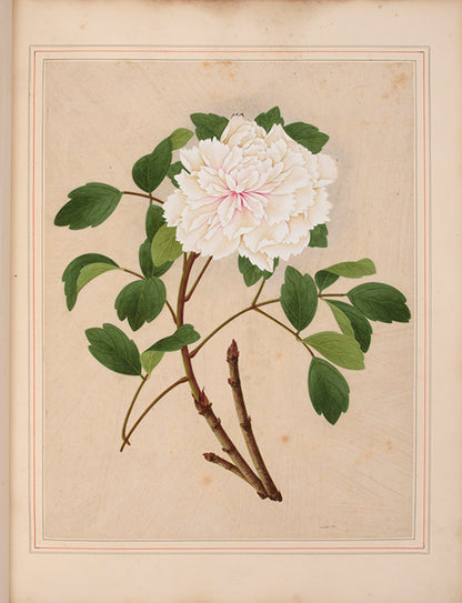 A sumptuous collection of 244 mounted watercolours depicting Chinese silkworm cultivation, birds, Asian fruits and flowers, exlibris Duke of Marlborough.