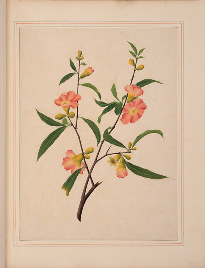 A sumptuous collection of 244 mounted watercolours depicting Chinese silkworm cultivation, birds, Asian fruits and flowers, exlibris Duke of Marlborough.
