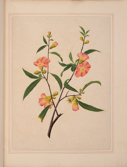 A sumptuous collection of 244 mounted watercolours depicting Chinese silkworm cultivation, birds, Asian fruits and flowers, exlibris Duke of Marlborough.