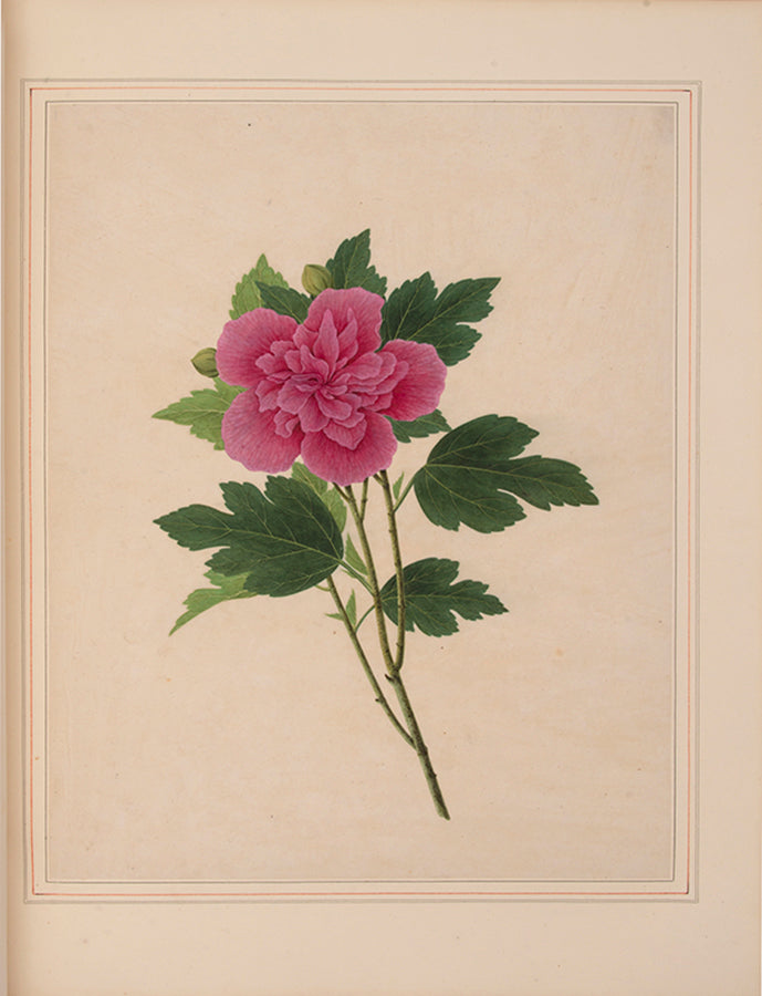 A sumptuous collection of 244 mounted watercolours depicting Chinese silkworm cultivation, birds, Asian fruits and flowers, exlibris Duke of Marlborough.