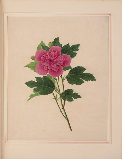 A sumptuous collection of 244 mounted watercolours depicting Chinese silkworm cultivation, birds, Asian fruits and flowers, exlibris Duke of Marlborough.