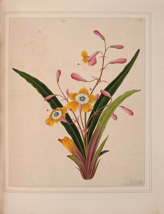 Album of watercolours of flowers, fruit and silkworms.