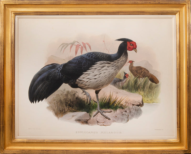 [A Group of Four Plates of Pheasants].