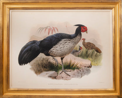 [A Group of Four Plates of Pheasants].