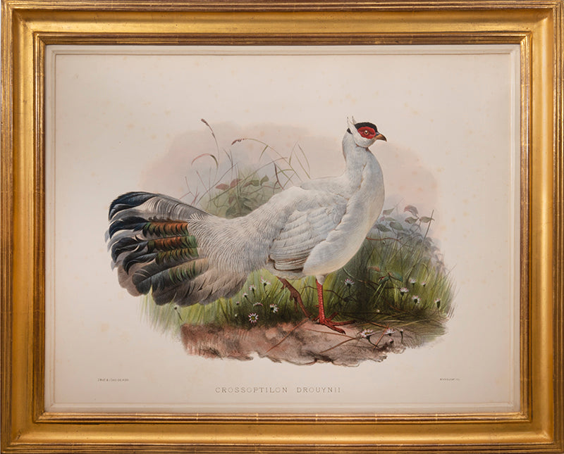 [A Group of Four Plates of Pheasants].