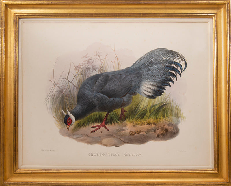 [A Group of Four Plates of Pheasants].