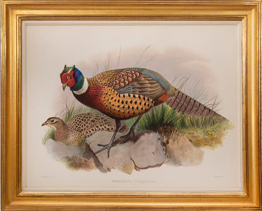 [A Group of Four Plates of Pheasants].
