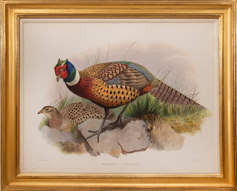 [A Group of Four Plates of Pheasants].