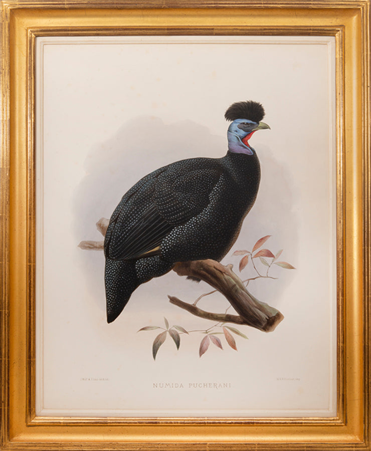 Two Guinea Fowl