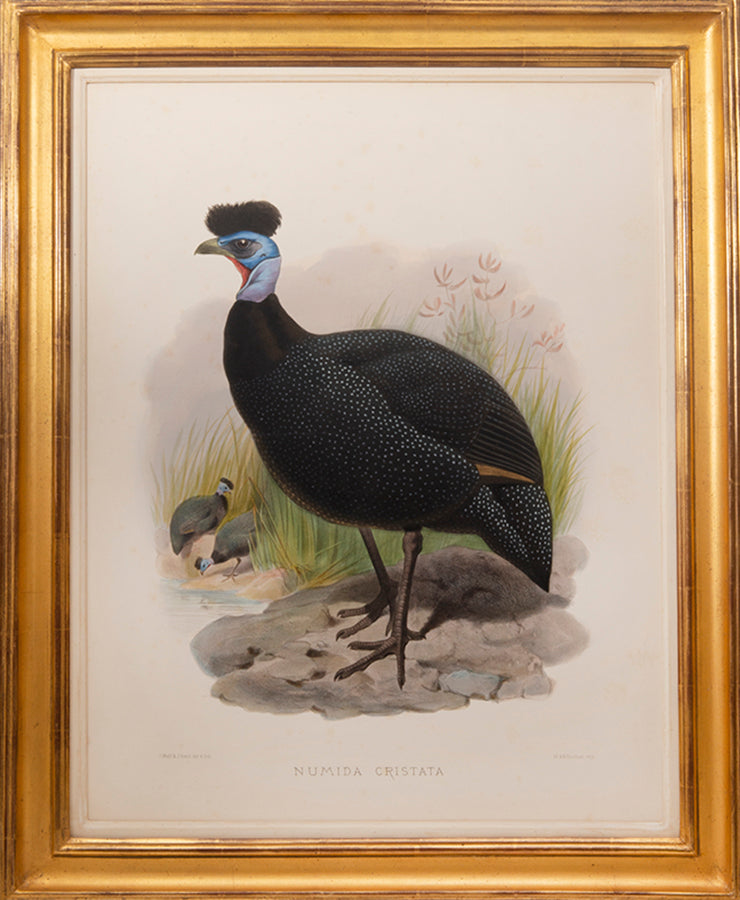 Two Guinea Fowl