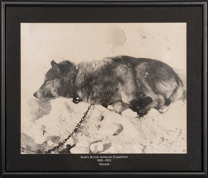 Classic Herbert Ponting photograph from Captain Scott's Terra Nova expedition (1910-1913), showing the Husky Stareek resting.