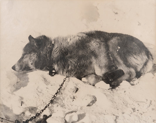 Classic Herbert Ponting photograph from Captain Scott's Terra Nova expedition (1910-1913), showing the Husky Stareek resting.