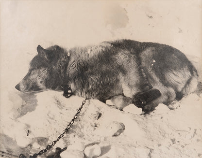 Classic Herbert Ponting photograph from Captain Scott's Terra Nova expedition (1910-1913), showing the Husky Stareek resting.